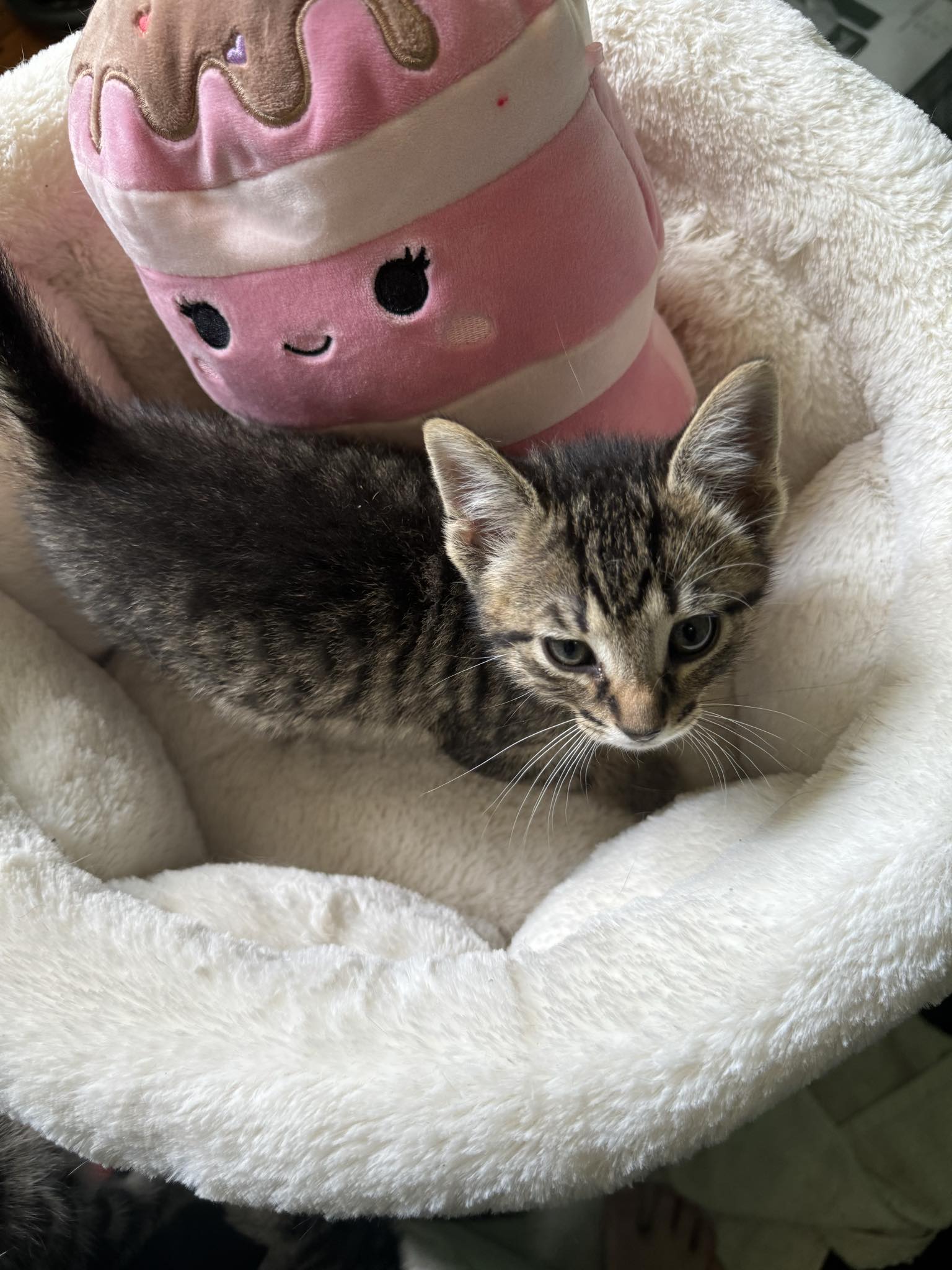 adoptable Cat in Orleans, ON named Tigger