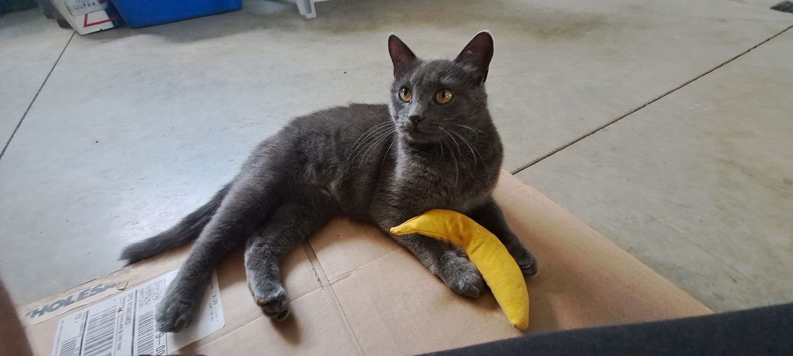 adoptable Cat in Orleans, ON named Jasmine