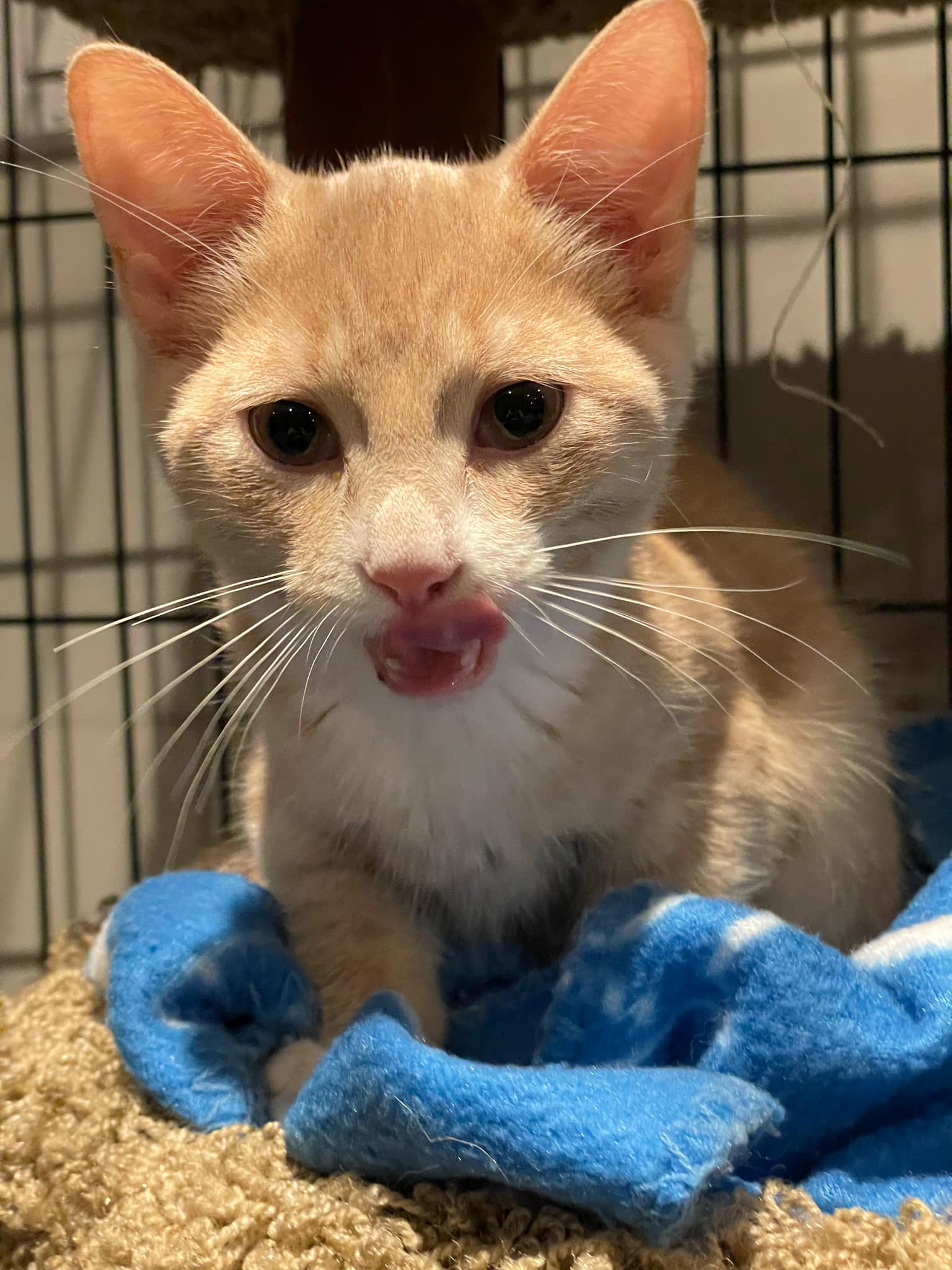 adoptable Cat in Orleans, ON named Vanilla