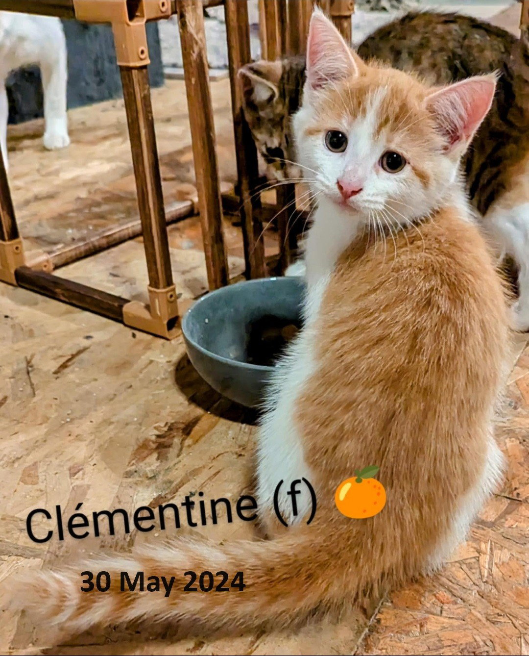 Clementine's  Page