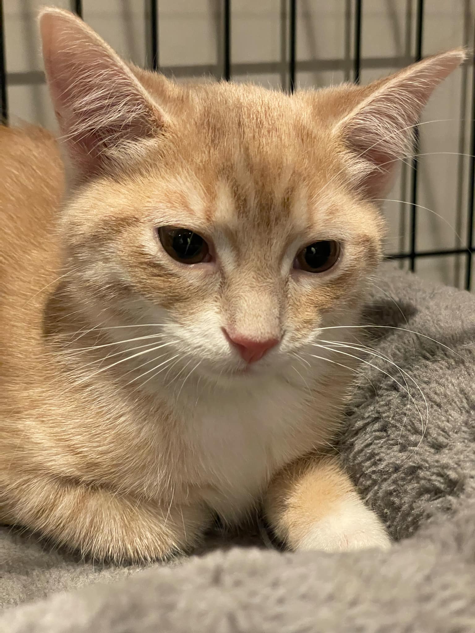 adoptable Cat in Orleans, ON named Bean