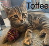 Toffee