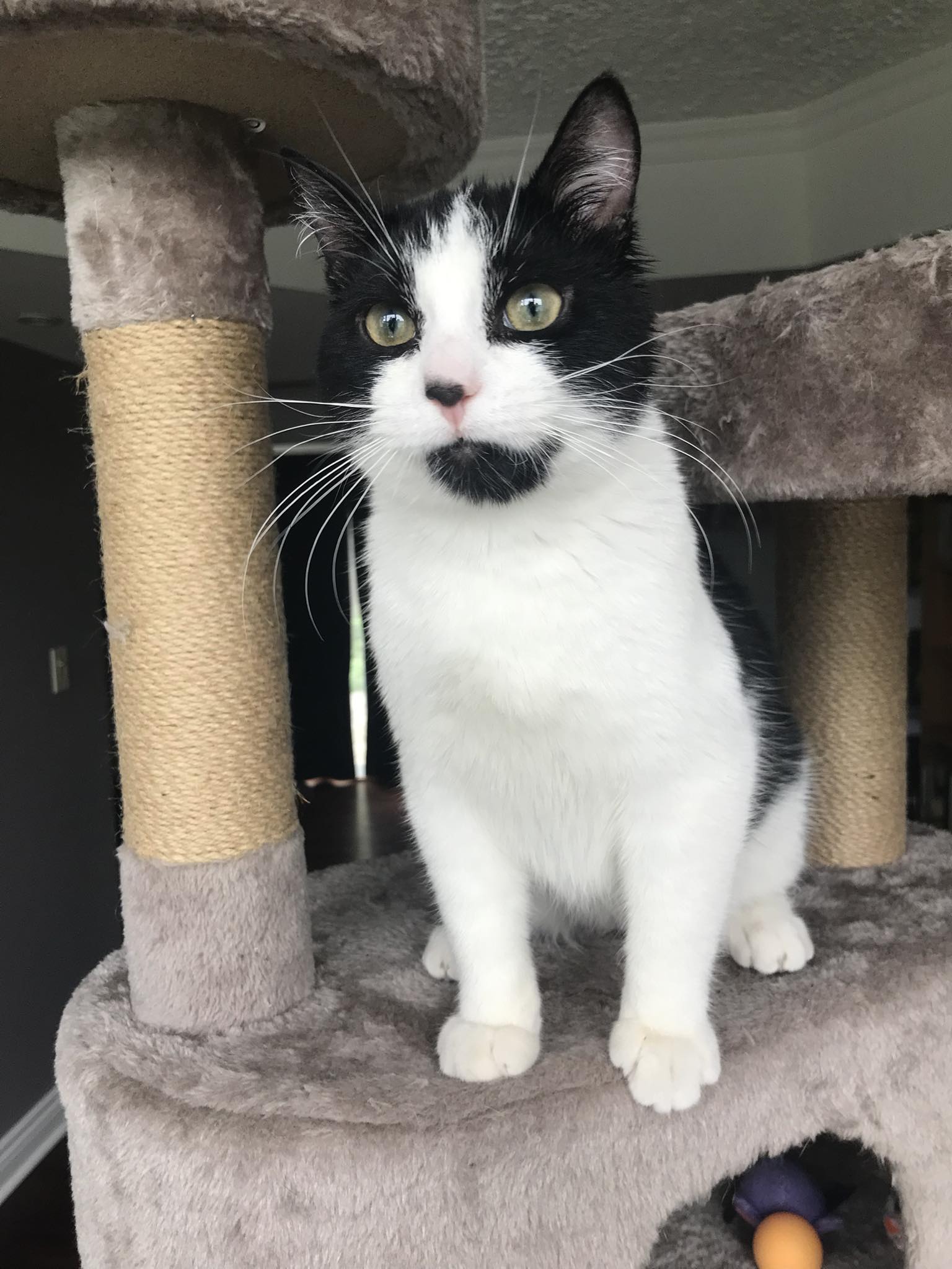 adoptable Cat in Orleans, ON named Jack