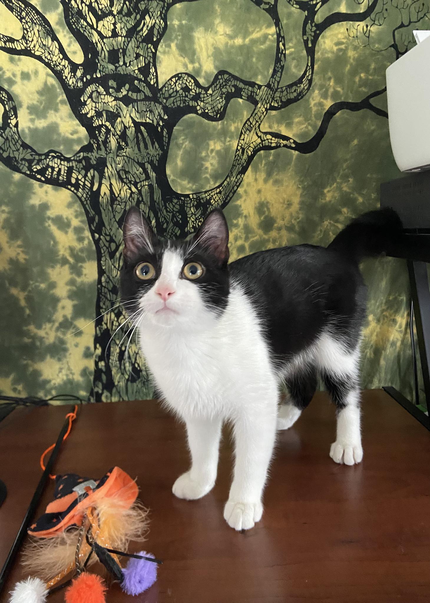 adoptable Cat in Orleans, ON named Jill