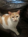 Nelson