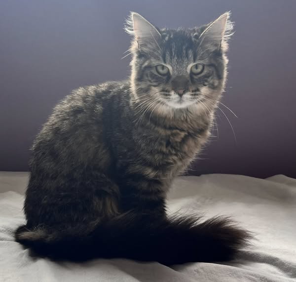 adoptable Cat in Orleans, ON named Ebony