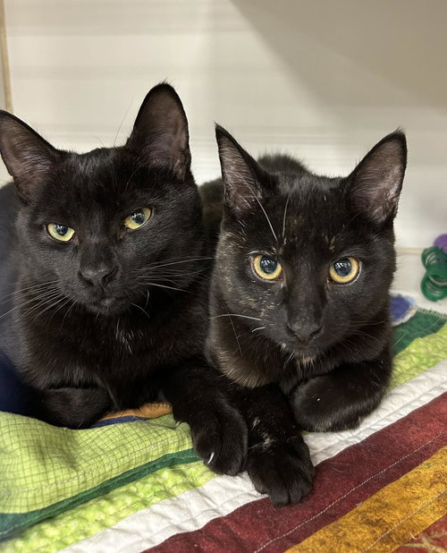 picture of the cat needing adoption
