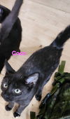 adoptable Cat in  named Coco