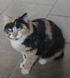 adoptable Cat in  named Sundae