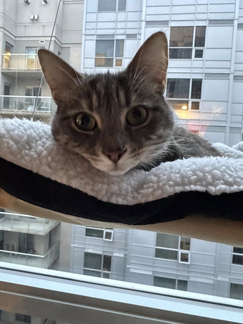Winnie, an adoptable Tortoiseshell in Ottawa, ON