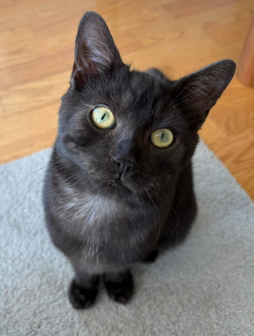 Bond, a cat for adoption from Community Alley Trappers