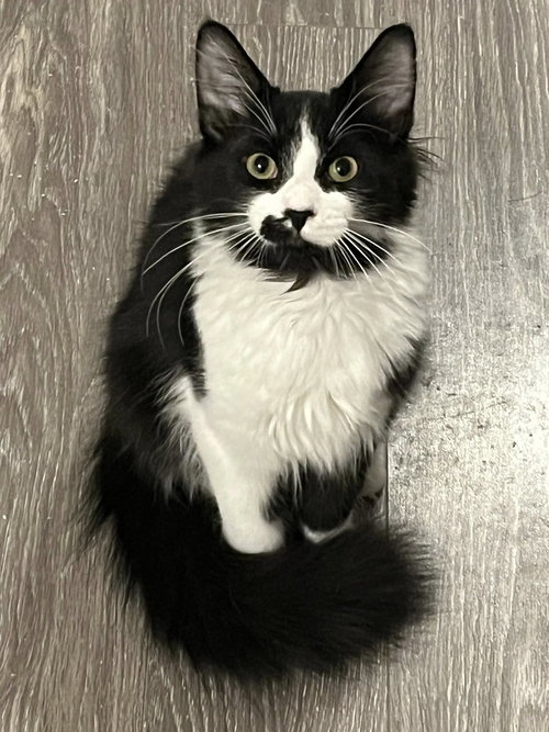 Pringle, an adoptable Domestic Short Hair in Ottawa, ON