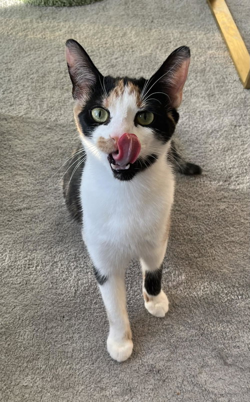 Patches, an adoptable Calico in Ottawa, ON