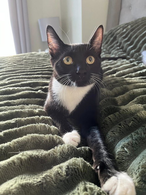 Bow, an adoptable Domestic Short Hair in Ottawa, ON