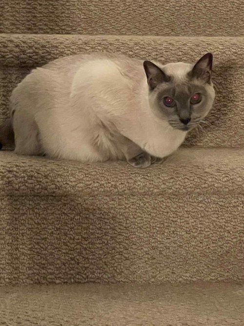 TOPAZE - Siamese available for adoption