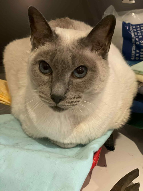 TOPAZE - Siamese available for adoption