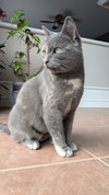 Millie
