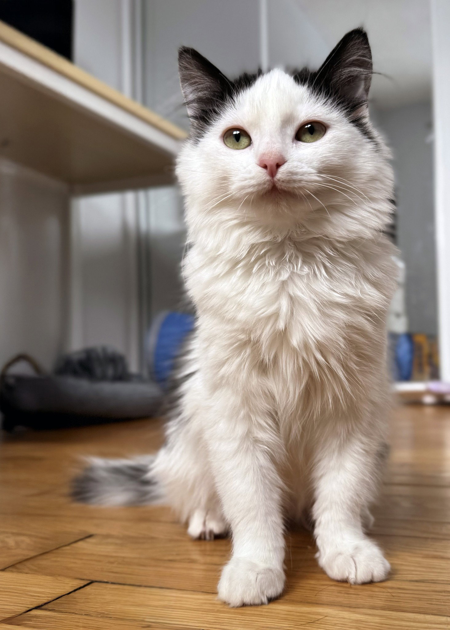 Chloe Image