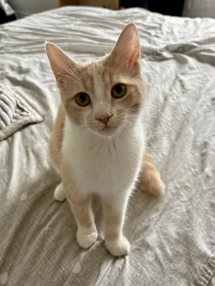 Chai - Domestic Short Hair