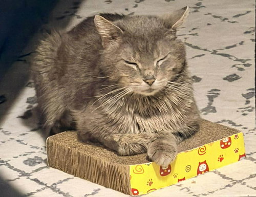 Rusty, an adoptable Domestic Short Hair in Ottawa, ON