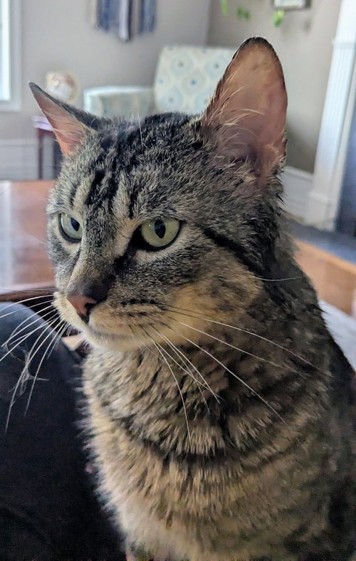 Simon, an adoptable Tabby in Ottawa, ON