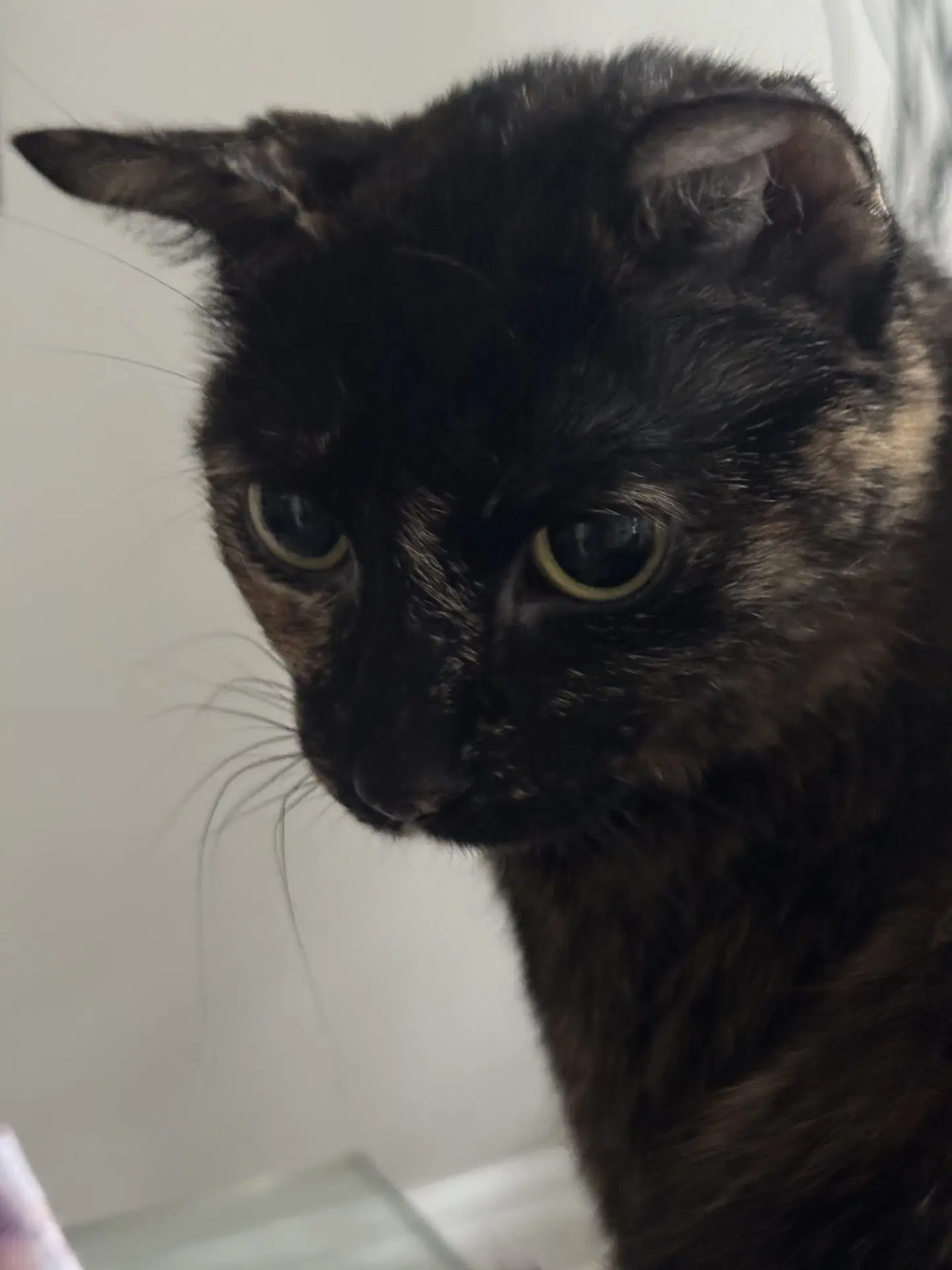 April - Tortoiseshell