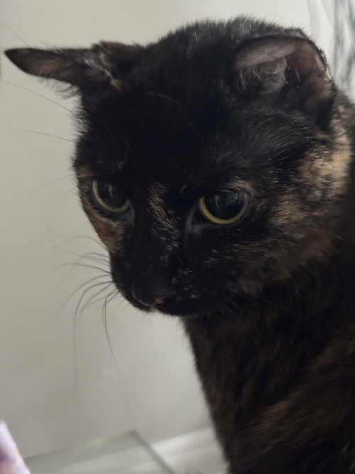 April, an adoptable Tortoiseshell in Ottawa, ON
