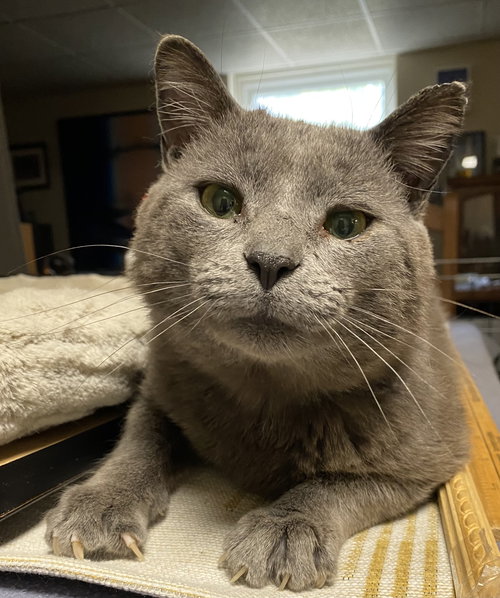 Greyson, an adoptable Domestic Short Hair in Ottawa, ON