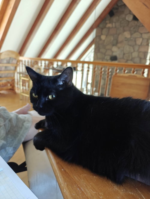 Mystique, an adoptable Domestic Short Hair in Ottawa, ON