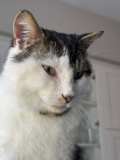 Django, an adoptable Domestic Short Hair in Ottawa, ON