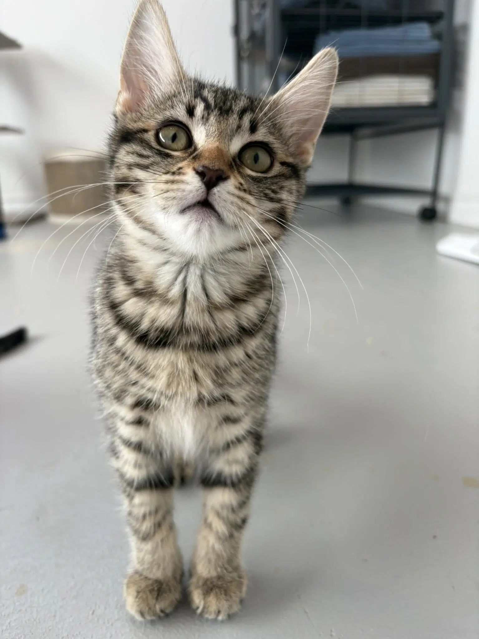 Gaia - Tabby