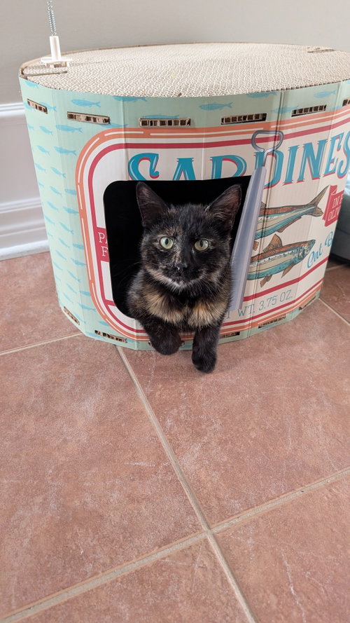 Ginger, an adoptable Tortoiseshell in Ottawa, ON