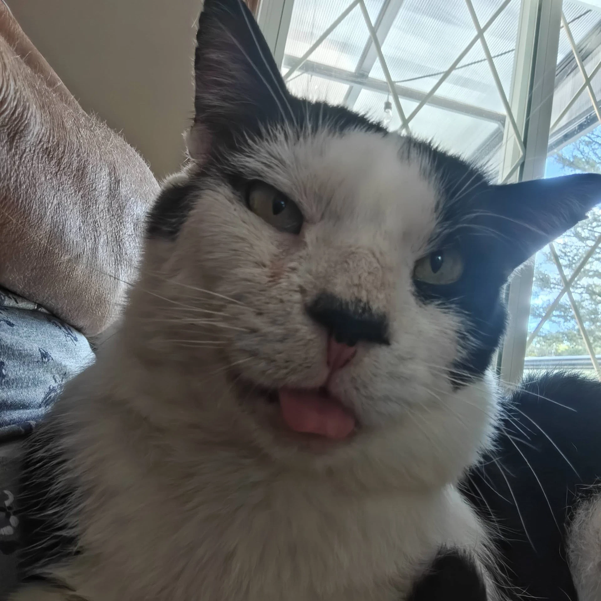 Buddy