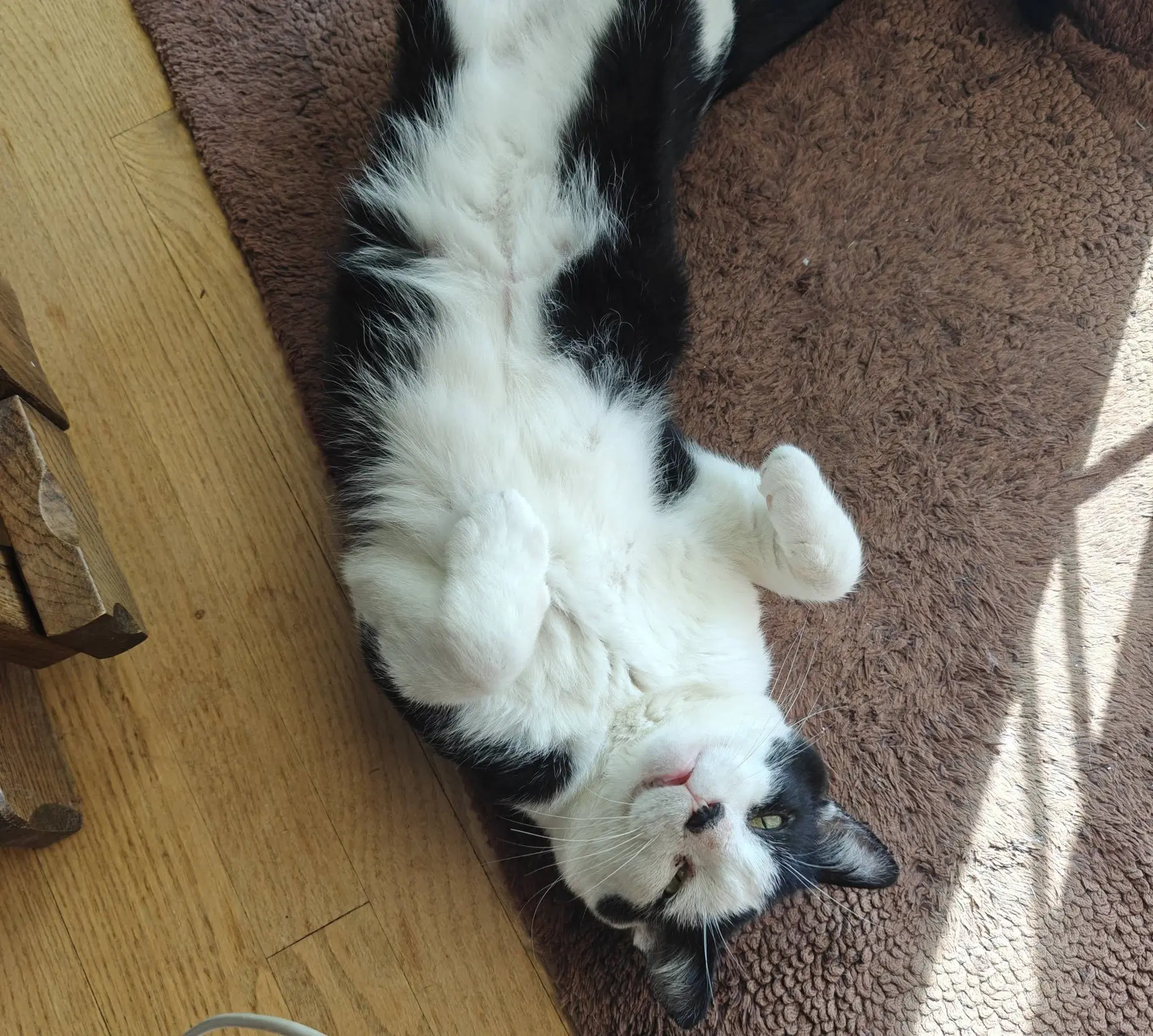 Buddy image 2