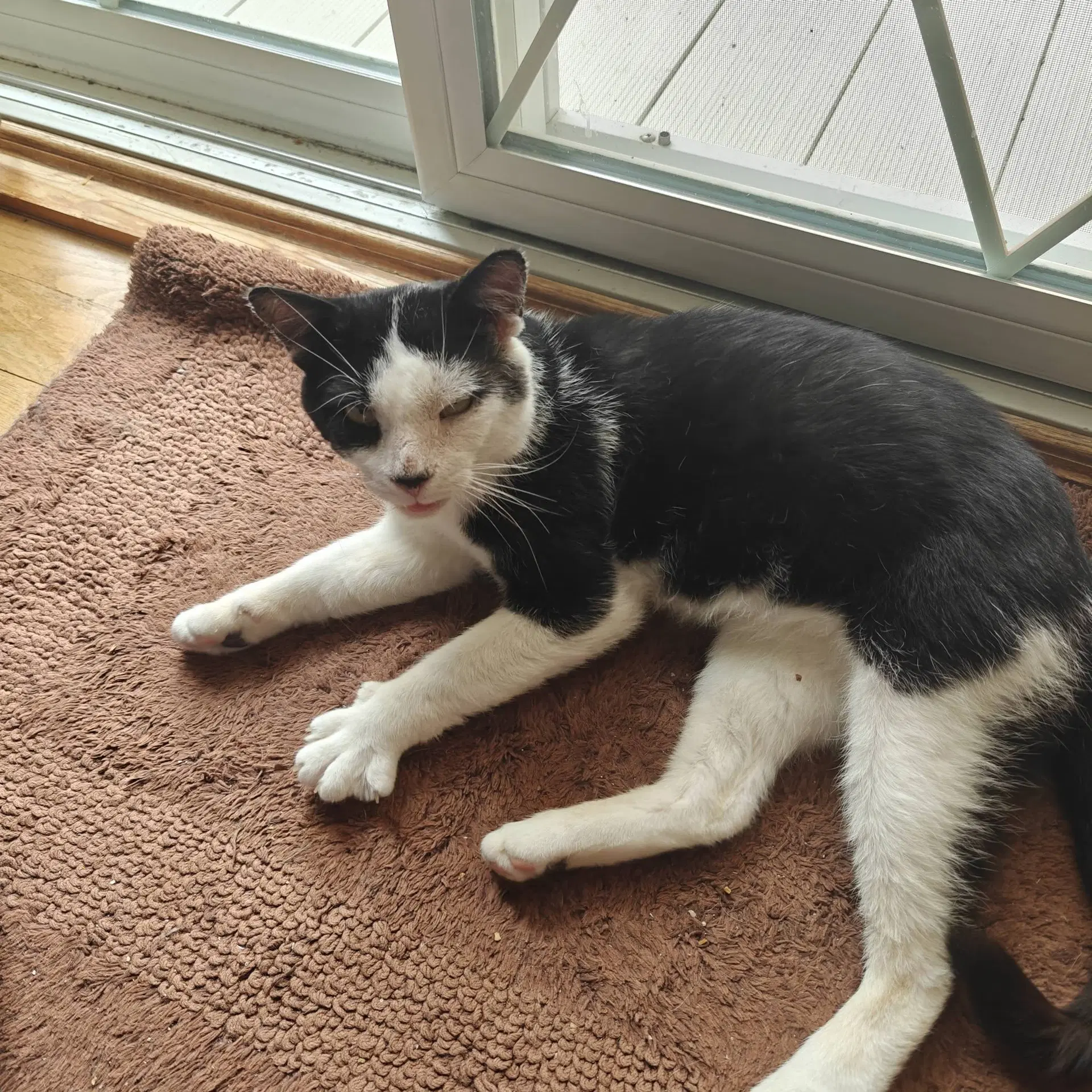 Buddy image 4