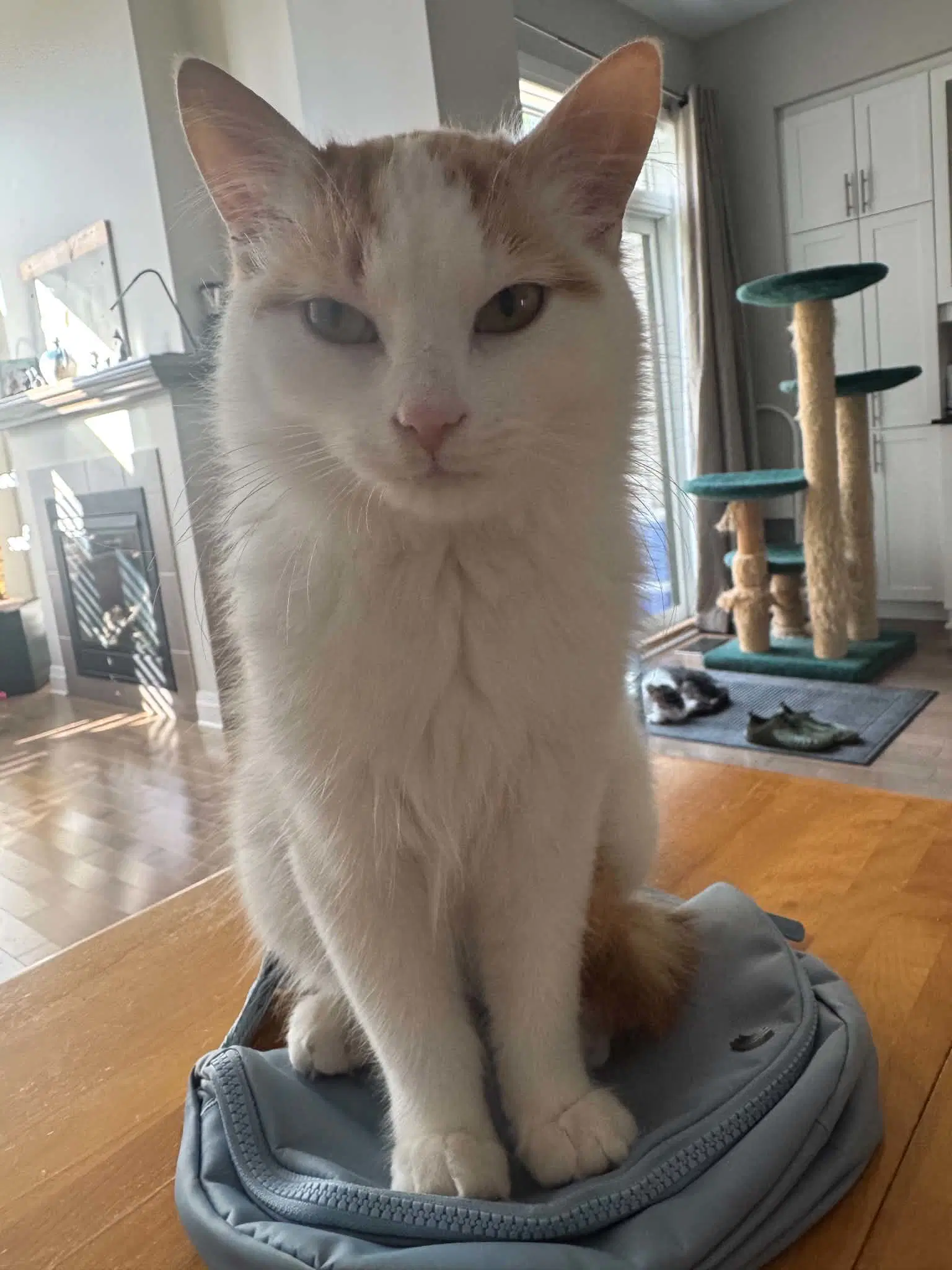 Picasso - Domestic Short Hair