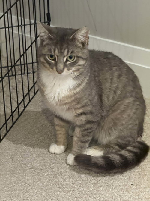 Henry, an adoptable Tabby in Ottawa, ON