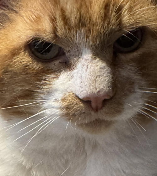 Oliver, an adoptable Domestic Short Hair in Ottawa, ON