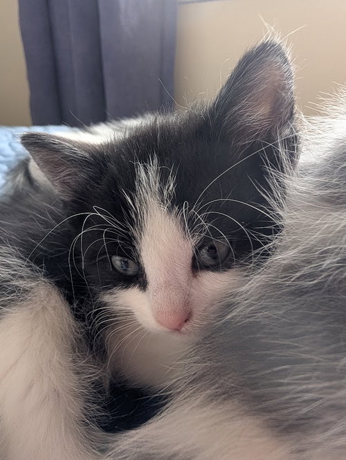 Stella