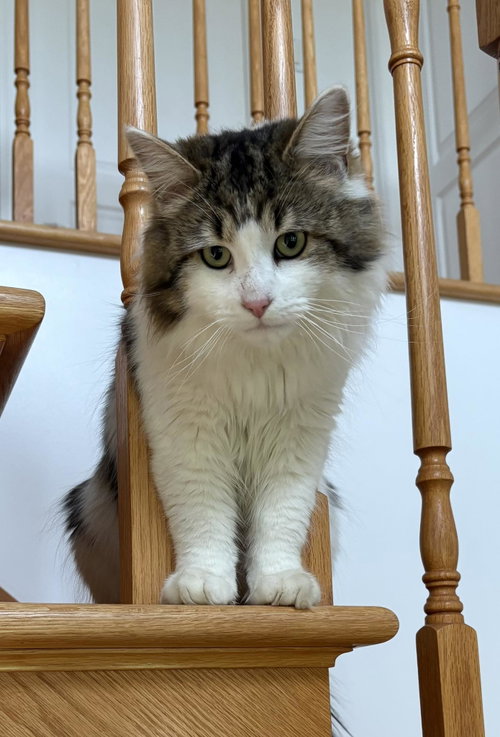 Astro