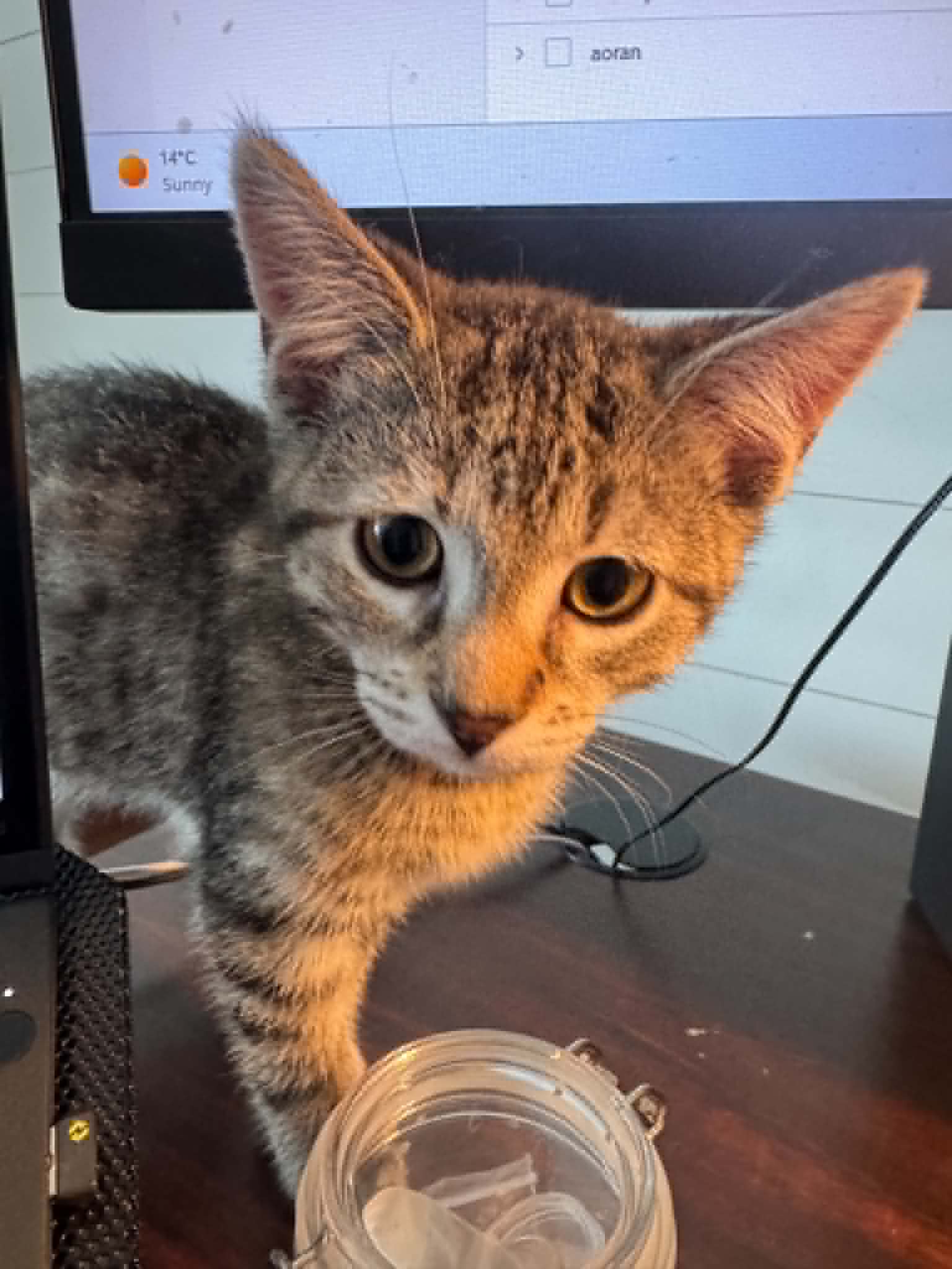 Claire - Tabby