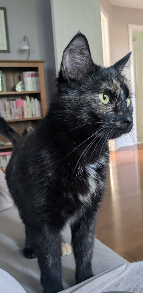 Nala