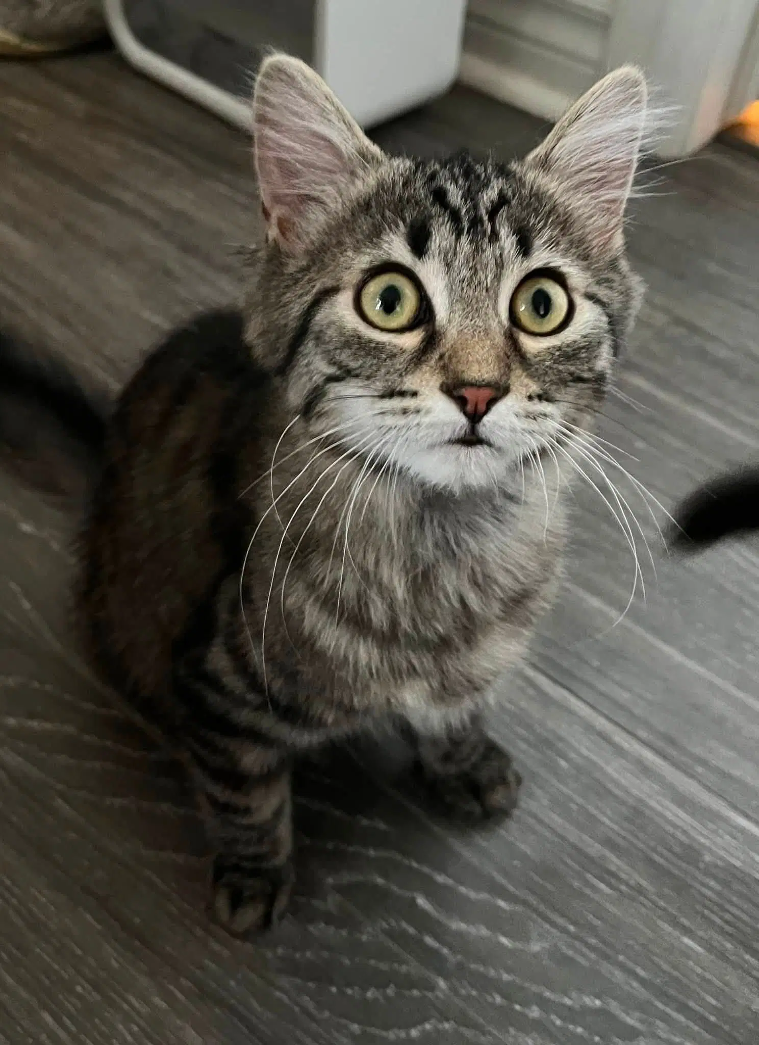 Lotty - Tabby