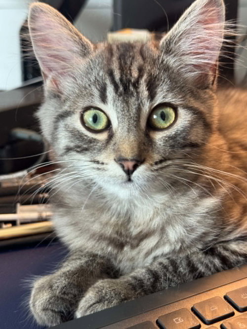 Daphy, an adoptable Tabby in Ottawa, ON