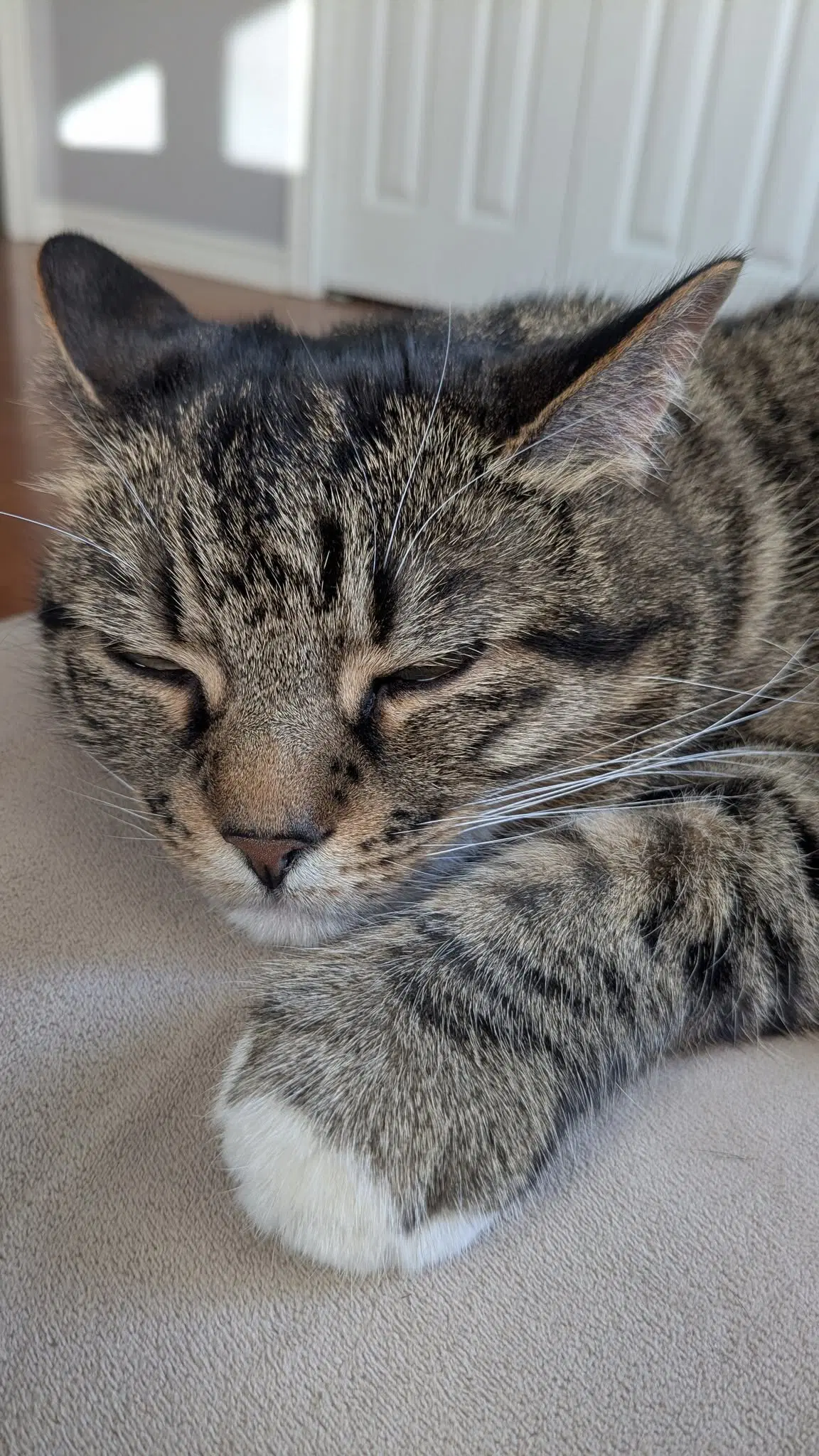 Tiger image 2