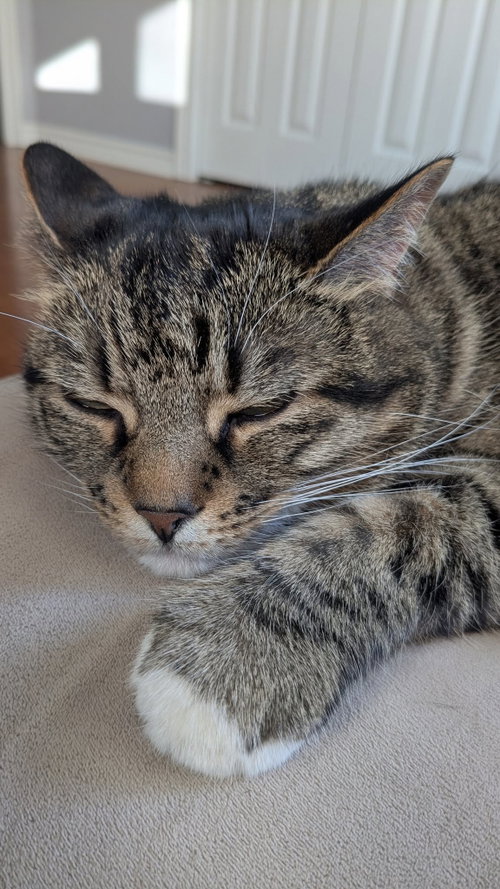 Photo 2 of Tiger
