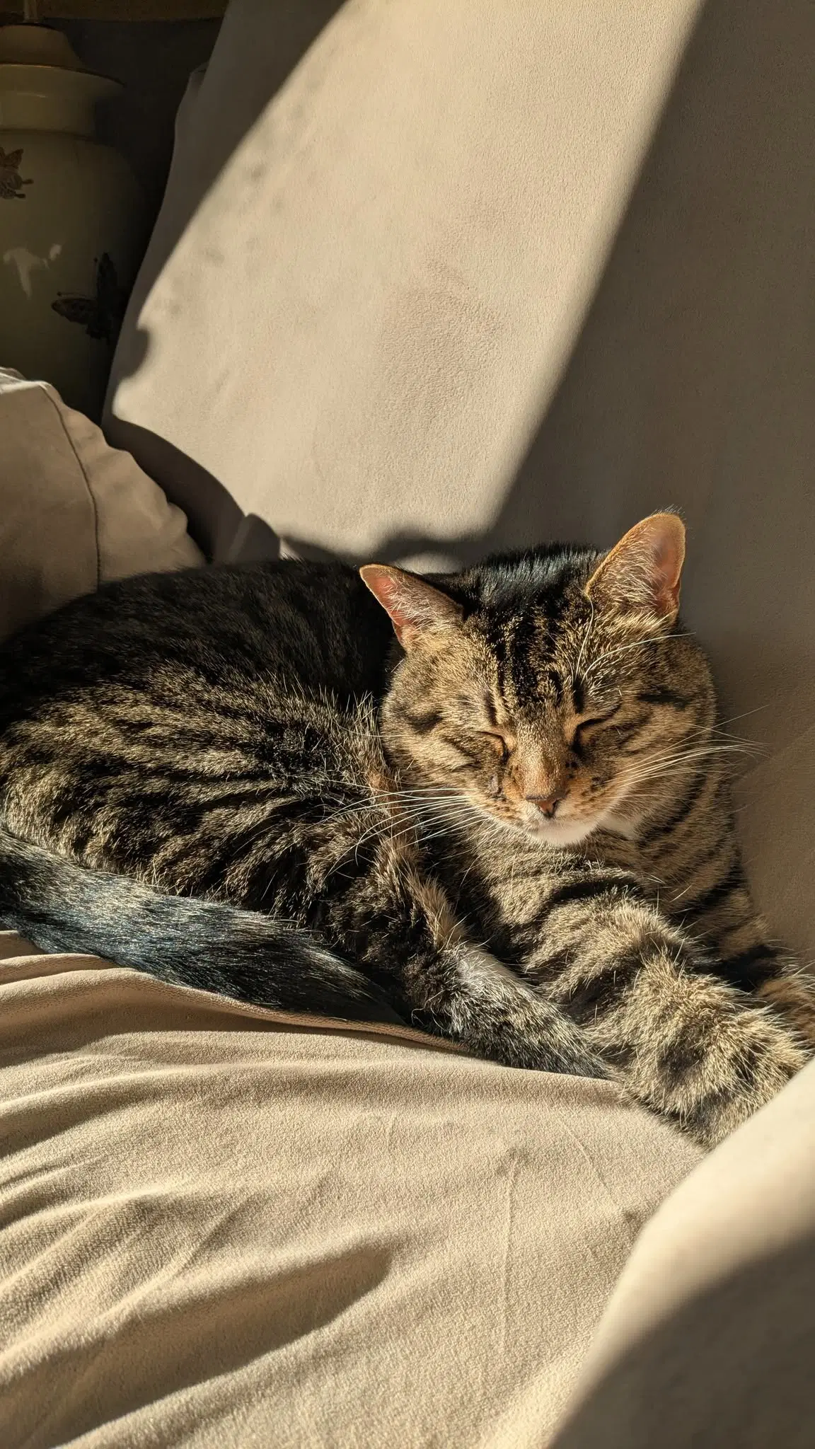 Tiger image 3