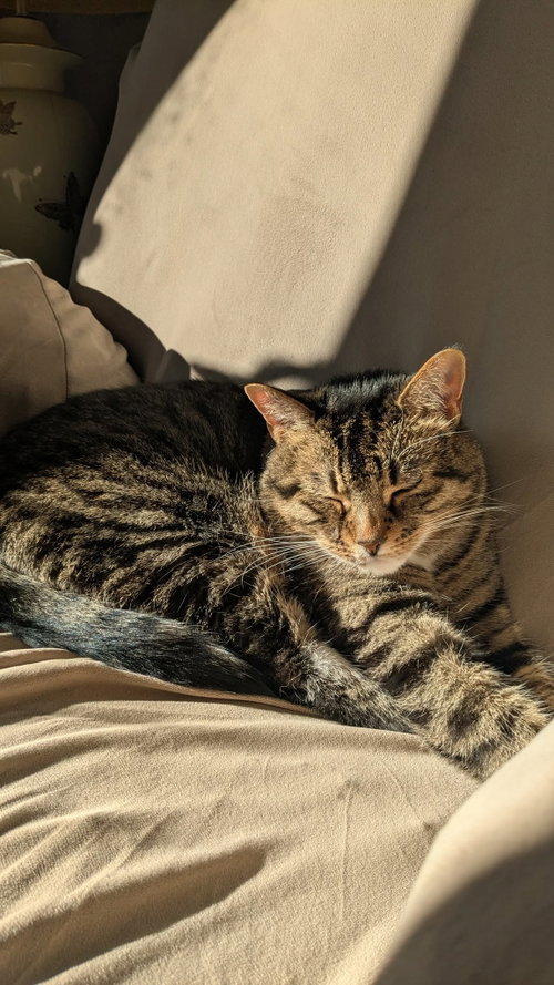 Photo 3 of Tiger