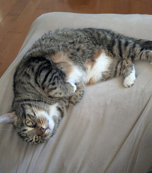 Photo 4 of Tiger