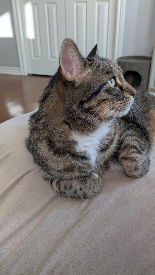 Photo 5 of Tiger